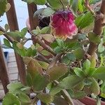 Kalanchoe miniata Flower