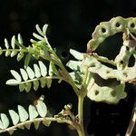 Hippocrepis multisiliquosa Tervik taim