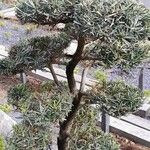 Podocarpus macrophyllus 整株植物