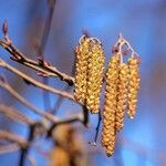 Alnus glutinosa Ŝelo