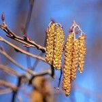 Alnus glutinosa 樹皮