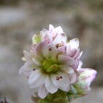 Sedum dasyphyllum Λουλούδι