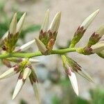 Proustia cuneifolia Flor