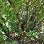 Quercus aliena অভ্যাস
