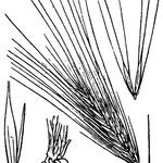 Taeniatherum caput-medusae മറ്റ്