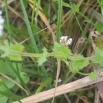 Draba muralis Leaf