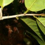 Anaxagorea dolichocarpa Leaf