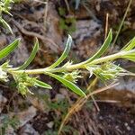 Satureja montana Leaf