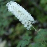 Actaea simplex Цвят