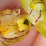 Eulophia moratii Flower