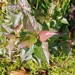 Cornus sanguineaLapas