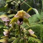 Epipactis helleborineFlower