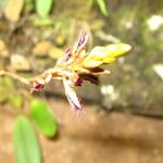Bulbophyllum saltatorium Fleur