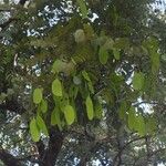 Dalbergia miscolobium Fruit