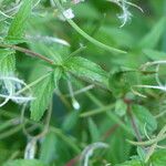 Epilobium roseum Fuelha