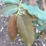 Diospyros mespiliformis Yaprak