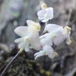 Polystachya saccata Flor