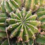 Echinopsis eyriesii Листок