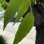 Fraxinus latifolia Leaf