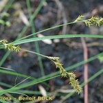 Carex elongata Beste bat