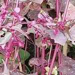 Atriplex hortensis Flor