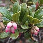 Arctostaphylos uva-ursi Листок