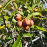 Pittosporum undulatumFruit