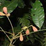 Trichilia quadrijuga Fruit