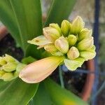 Clivia nobilis Fruit