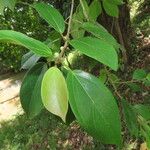 Ficus colubrinae Листок