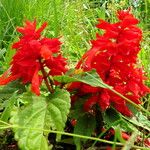 Salvia splendens Hábito