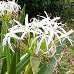 Crinum asiaticumFlor