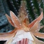Cleistocactus spp. Blomma