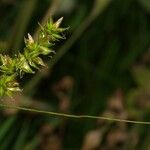 Carex pairae Fruitua