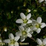 Sagina glabra Flower