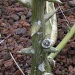 Adenia globosa Rinde