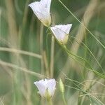 Calochortus flexuosus Blodyn