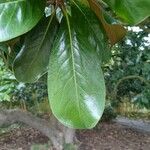 Magnolia virginiana Leaf