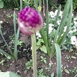 Allium giganteum Λουλούδι