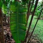 Heliconia pogonantha Leaf