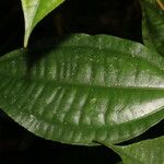 Miconia lateriflora Leaf