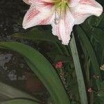 Hippeastrum vittatum Λουλούδι