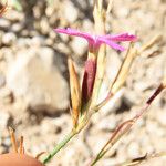 Dianthus deltoides പുഷ്പം
