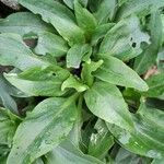 Centranthus ruber Leaf