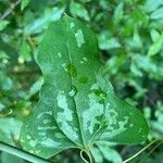 Smilax bona-nox पत्ता