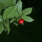 Protium trifoliolatum Fruit