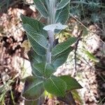 Verbascum lychnitis Blatt