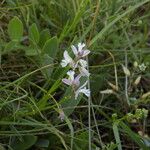 Polygala vulgarisOutro