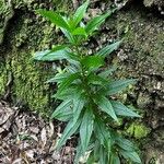 Ixanthus viscosus Hoja