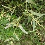 Atriplex micrantha पत्ता